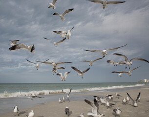 flock of birds