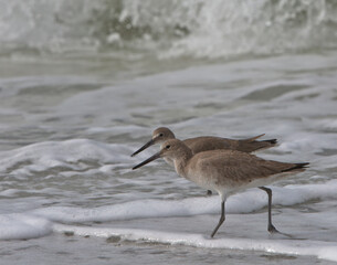 bird on the beach
