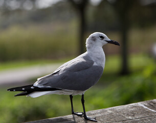 seagull on the beach