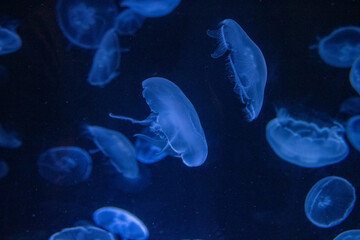 Jellyfish in the darkness