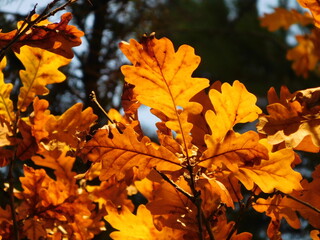 autumn leaves on tree, bright yellow orange oak leaves, autumn natural abstract background, wallpaper, banner, header, fall season concept