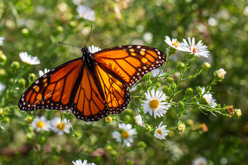 butterfly on a flower
