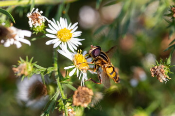 bee on a flower