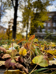 autumn leaves on the ground