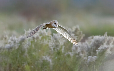 Flying Barn owl
