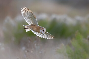 Flying Barn owl