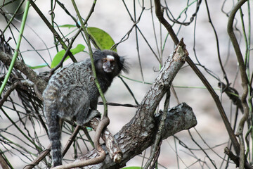 Tamarin on sight