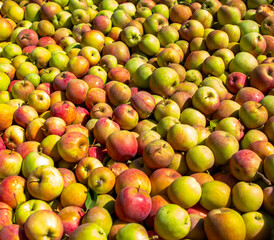 Apple Crate full of green and red colored apples