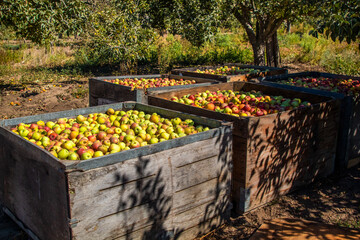 Apple Crate full of green and red colored apples