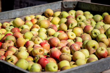 Apple Crate full of green and red colored apples
