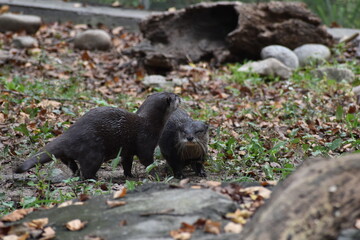 Washington DC, USA - October 15, 2021:  Pair of Asian Small-Clawed Otters Walking through a Field at the Smithsonian Institute National Zoo