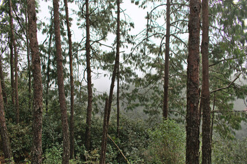 Trees in forest of Mexico with haze in the background