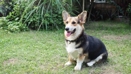 Pembroke Welsh Corgi sitting in the garden