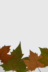 frame with platanus leaves and white background. vertical plane