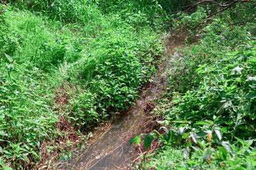 Brook flowing in the grass . Natural water stream and green plants