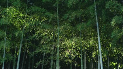 Tokyo,Japan - October 18, 2021: Bamboo forest illuminated by morning sunlight
