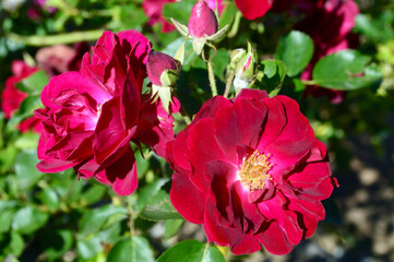 Rose - Gloire des Rosomanes