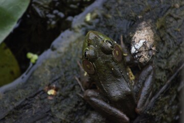 American Bullfrog - Ira Trailhead Bog - Cuyahoga Valley National Park, Ohio
