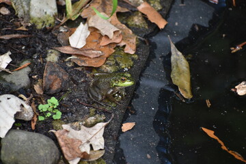 Washington DC, USA - October 15, 2021:  Eastern American Toad Next to a Pond at the Smithsonian Institute National Zoo