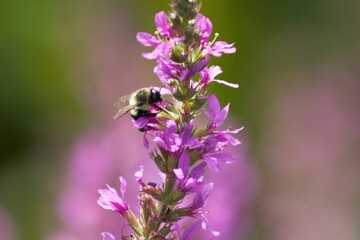 Bee - Ira Trailhead Bog - Cuyahoga Valley National Park, Ohio
