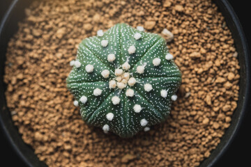 Fototapeta na wymiar Astrophytum cactus close up with Akadema stone . Astrophytum Catus in black pot. Astrophytum asterias cactus. Top view of Astrophytum Asterias .