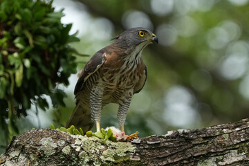 シンガポールの野鳥　鶏の雛を食べるCrested Goshawk