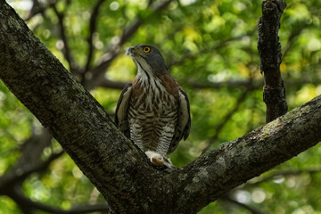 シンガポールの野鳥　鶏の雛を食べるCrested Goshawk