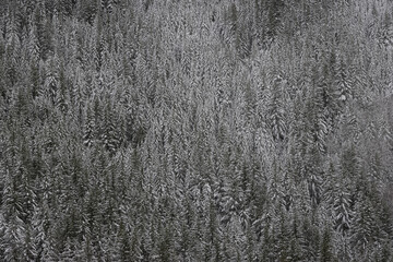 Incredibly Beautiful Winter Forest Background. 