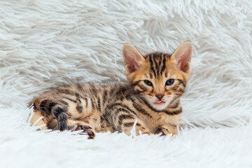 Little bengal kitten on the white fury blanket