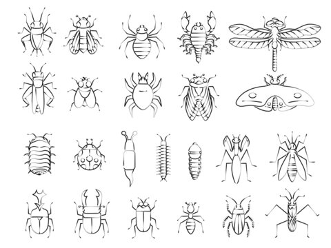 昆虫の筆書きイラストアイコンセット