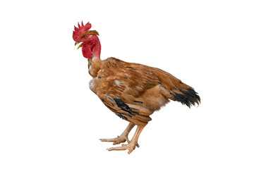Bald rooster on white background