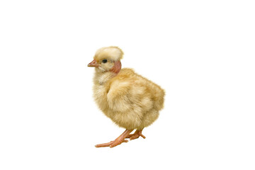 Bald chick on white background