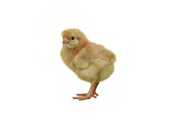 Chick on white background - Gajah