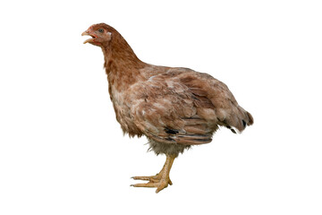 Hen on white background - Kabir