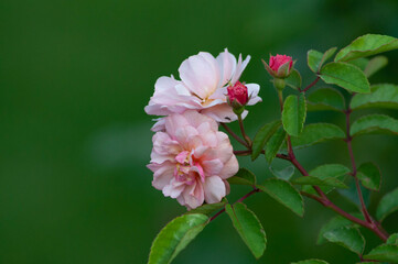 Light pink roses in bloom with rose buds