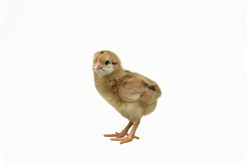 Chick on white background - Kabir