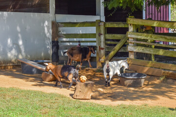 Washington DC, USA - October 15, 2021:  Goats Playing in a Pen at the Kids Farm in the Smithsonian Institute National Zoo