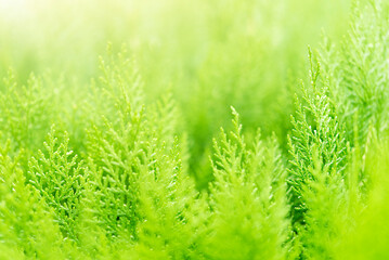 Light green eco background of green plants with soft focus and copy space