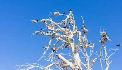 Gran nido del Pato Negro - Atacama, Chile