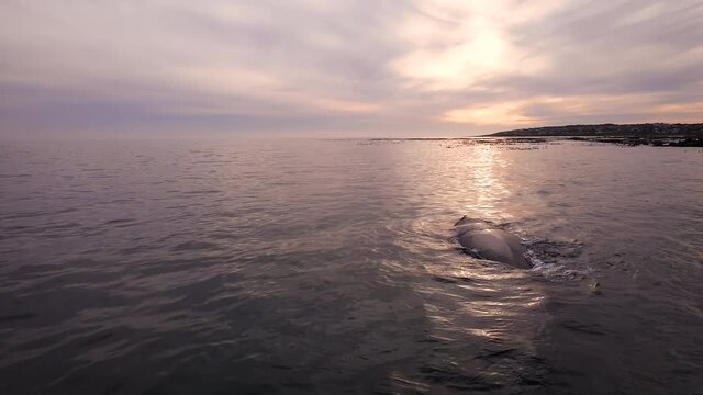 Big rotund body of Southern Right whale reflected in sunlight, drone riser