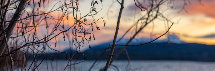 Close up of natural trees in northern Canada with pastel purple and pink sunset in the background. 