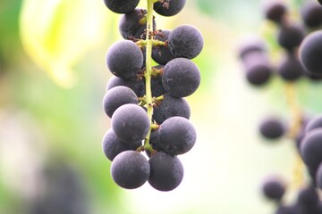 晩秋の美味しいぶどう狩り