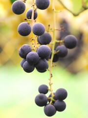 晩秋の美味しいぶどう狩り