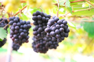 晩秋の美味しいぶどう狩り