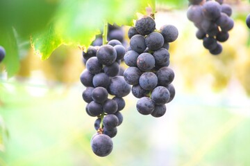 晩秋の美味しいぶどう狩り