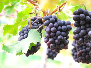 晩秋の美味しいぶどう狩り