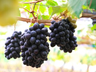 晩秋の美味しいぶどう狩り