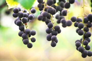 晩秋の美味しいぶどう狩り