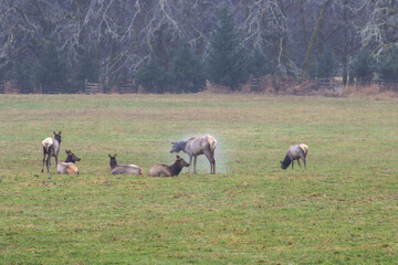 Herd of Wet Deer on the Lawn During the Rain