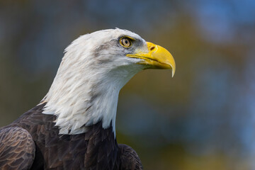 Majestic Bald Eagle looking right.